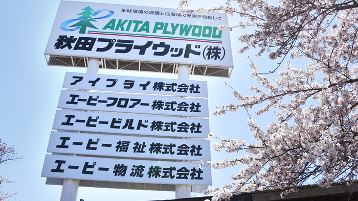 サムネイル:秋田プライウッド本社の桜並木が見頃を迎えています