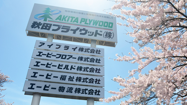 サムネイル:秋田プライウッド本社の桜が咲き誇り 春の訪れが感じられます