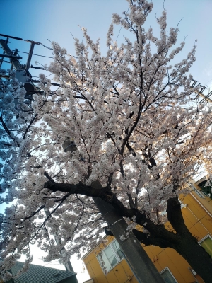 桜満開です!