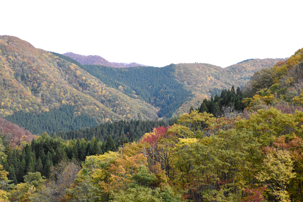 サムネイル:山の恵みに感謝し森林の大切さを考える「山の日」