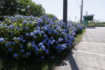 向浜工場アジサイが見頃を迎えお客様をお出迎え