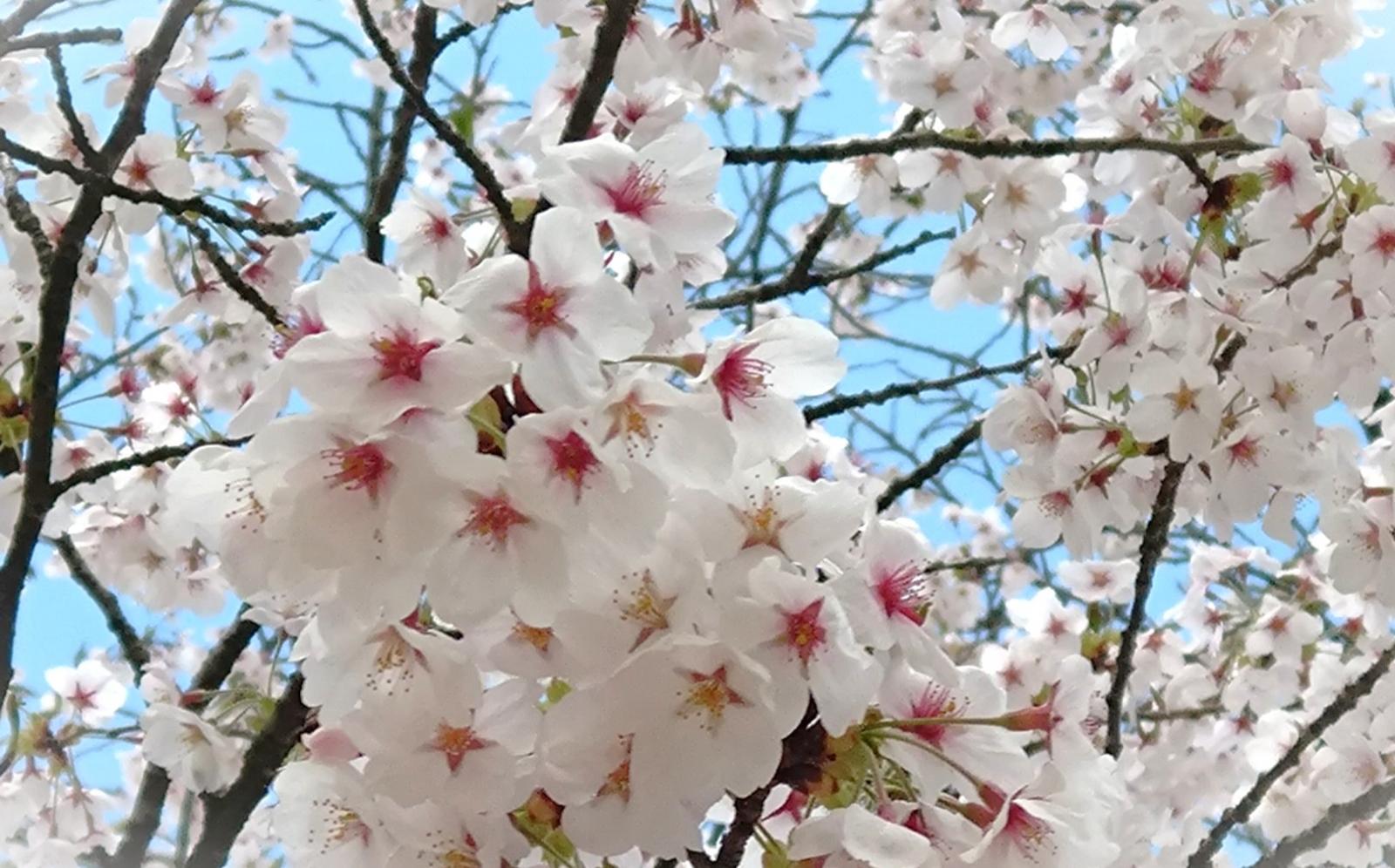 サムネイル:入社1年目のリアルをご紹介！