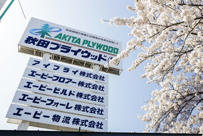 本社敷地に春が到来 満開の桜が咲き誇る