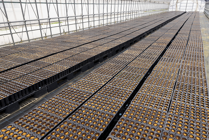 サムネイル:脱炭素社会の実現に向けて育苗事業を推進