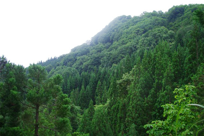 サムネイル:社有林「アキプラの森 天鷺」を活用した原木シイタケ栽培